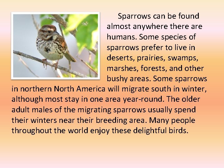 Sparrows can be found almost anywhere there are humans. Some species of sparrows prefer