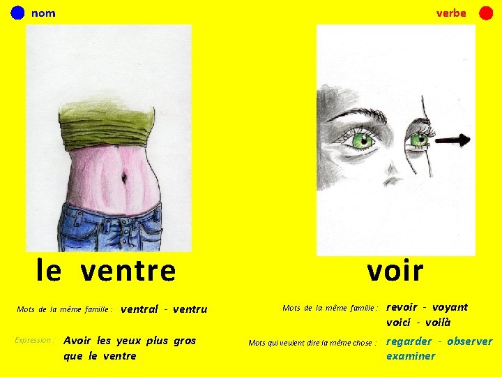 nom verbe le ventre Mots de la même famille : Expression : ventral -