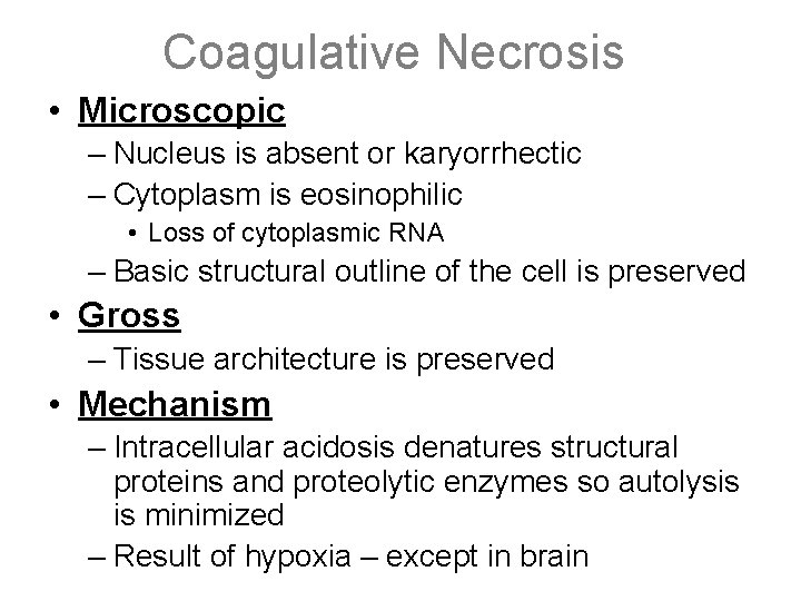 Coagulative Necrosis • Microscopic – Nucleus is absent or karyorrhectic – Cytoplasm is eosinophilic