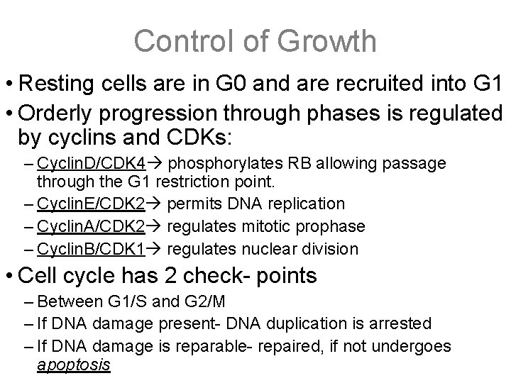 Control of Growth • Resting cells are in G 0 and are recruited into