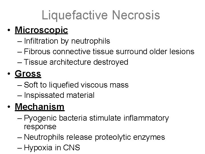 Liquefactive Necrosis • Microscopic – Infiltration by neutrophils – Fibrous connective tissue surround older