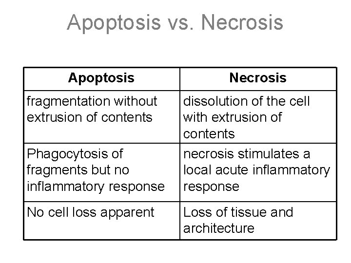 Apoptosis vs. Necrosis Apoptosis fragmentation without extrusion of contents Phagocytosis of fragments but no