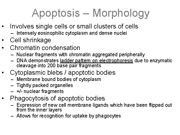 Apoptosis – Morphology • Involves single cells or small clusters of cells – Intensely