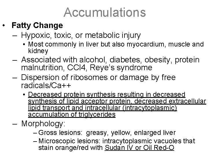 Accumulations • Fatty Change – Hypoxic, toxic, or metabolic injury • Most commonly in