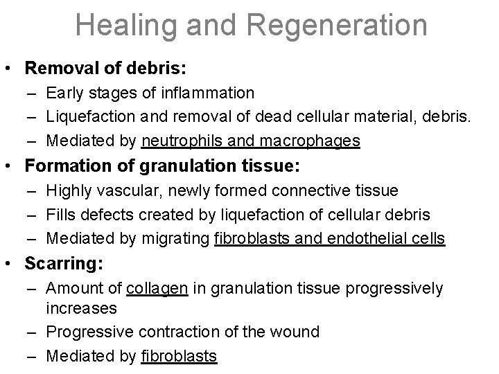 Healing and Regeneration • Removal of debris: – Early stages of inflammation – Liquefaction