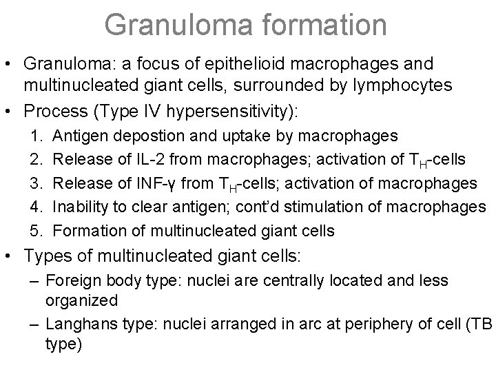 Granuloma formation • Granuloma: a focus of epithelioid macrophages and multinucleated giant cells, surrounded