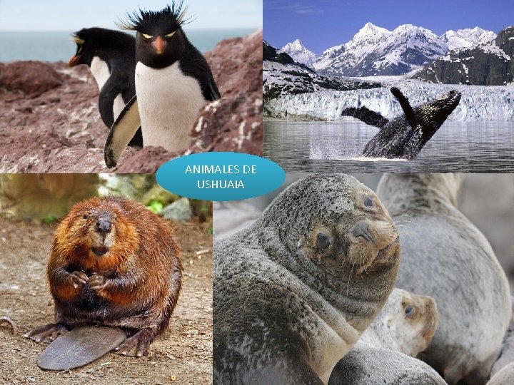 ANIMALES DE USHUAIA 