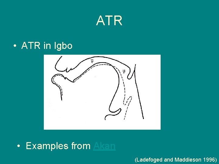 ATR • ATR in Igbo • Examples from Akan (Ladefoged and Maddieson 1996) 