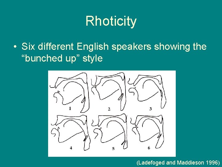 Rhoticity • Six different English speakers showing the “bunched up” style (Ladefoged and Maddieson