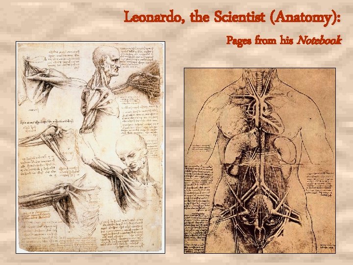 Leonardo, the Scientist (Anatomy): Pages from his Notebook 