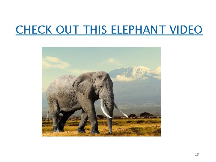 CHECK OUT THIS ELEPHANT VIDEO 15 