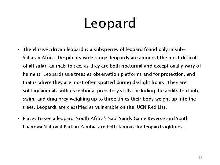 Leopard • The elusive African leopard is a subspecies of leopard found only in
