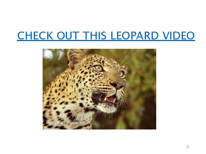 CHECK OUT THIS LEOPARD VIDEO 21 