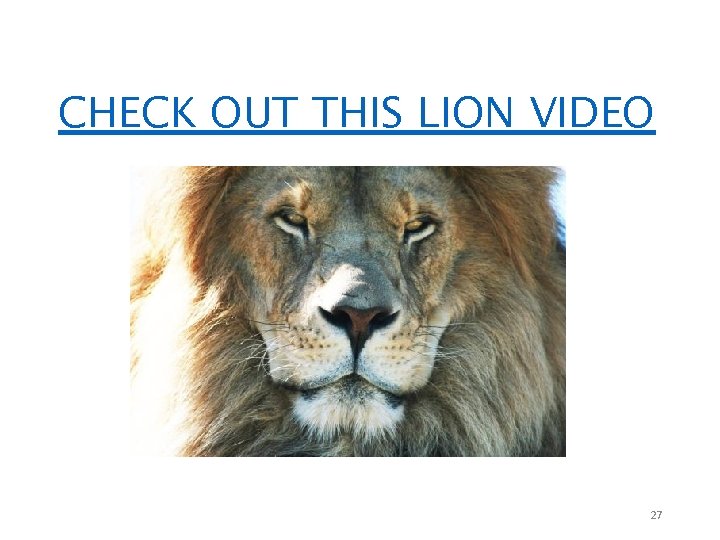 CHECK OUT THIS LION VIDEO 27 