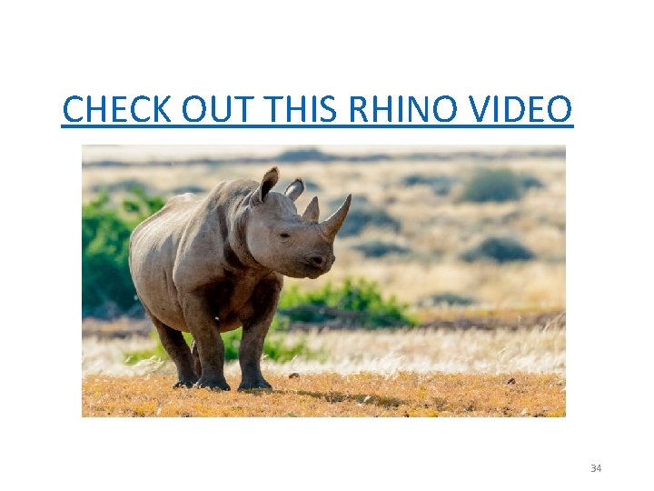 CHECK OUT THIS RHINO VIDEO 34 