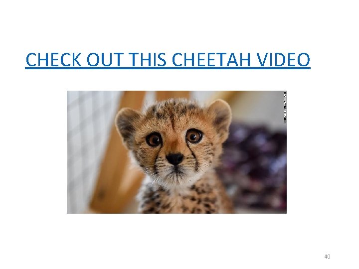 CHECK OUT THIS CHEETAH VIDEO 40 