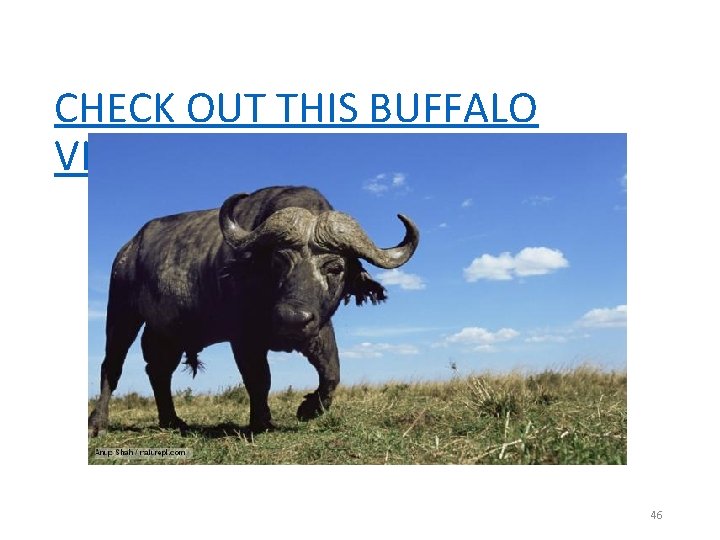 CHECK OUT THIS BUFFALO VIDEO 46 