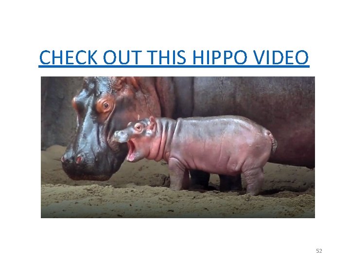 CHECK OUT THIS HIPPO VIDEO 52 