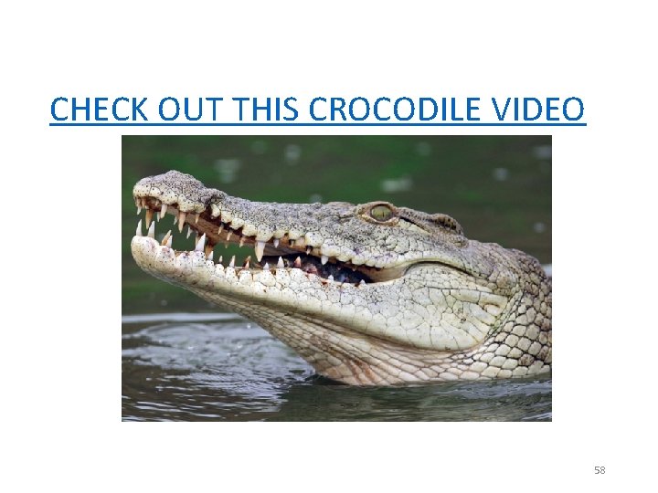 CHECK OUT THIS CROCODILE VIDEO 58 