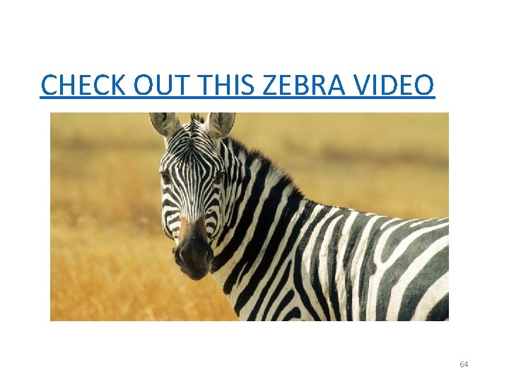 CHECK OUT THIS ZEBRA VIDEO 64 