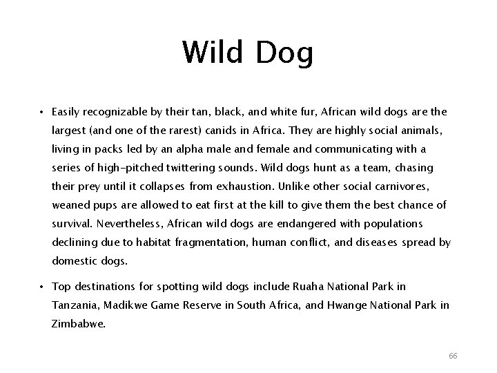 Wild Dog • Easily recognizable by their tan, black, and white fur, African wild