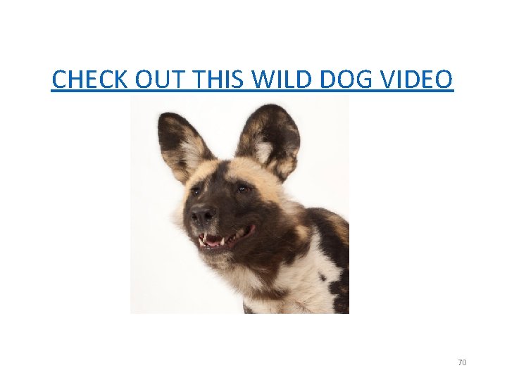 CHECK OUT THIS WILD DOG VIDEO 70 