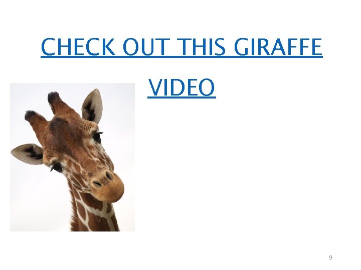 CHECK OUT THIS GIRAFFE VIDEO 9 