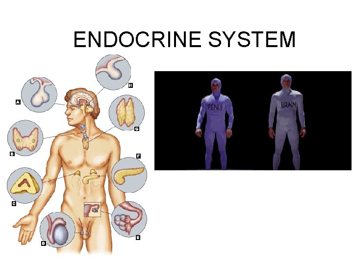 ENDOCRINE SYSTEM 
