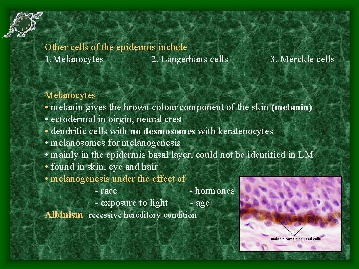 Other cells of the epidermis include 1. Melanocytes 2. Langerhans cells 3. Merckle cells