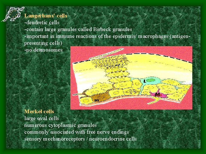 Langerhans' cells -dendretic cells -contain large granules called Birbeck granules -important in immune reactions