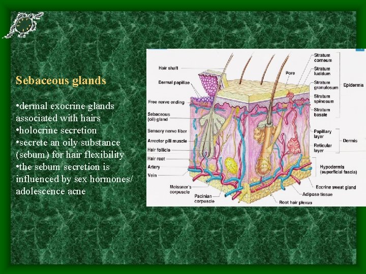 Sebaceous glands • dermal exocrine glands associated with hairs • holocrine secretion • secrete