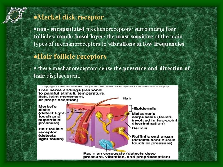  Merkel disk receptor non- encapsulated mechanoreceptors/ surrounding hair follicles/ touch/ basal layer/ the