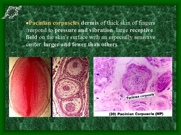  Pacinian corpuscles dermis of thick skin of fingers /respond to pressure and vibration.