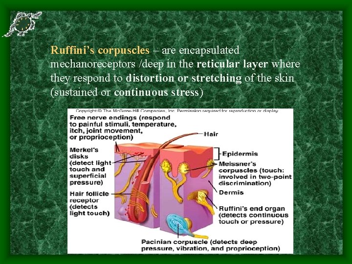 Ruffini’s corpuscles – are encapsulated mechanoreceptors /deep in the reticular layer where they respond