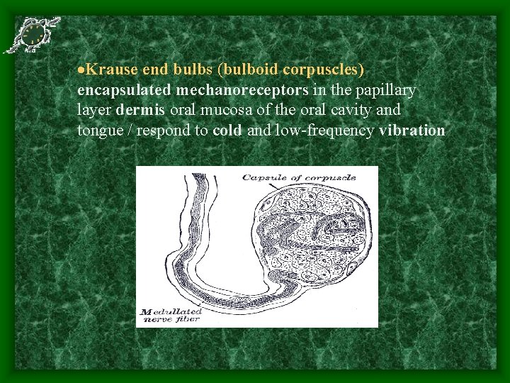  Krause end bulbs (bulboid corpuscles) encapsulated mechanoreceptors in the papillary layer dermis oral