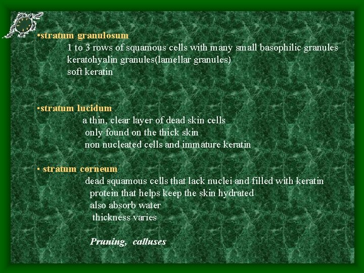  • stratum granulosum 1 to 3 rows of squamous cells with many small