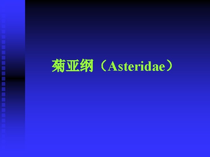 菊亚纲（Asteridae） 
