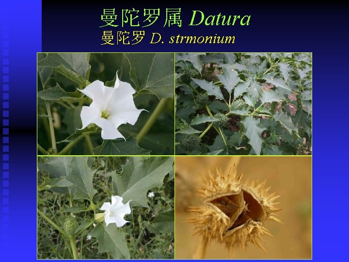 曼陀罗属 Datura 曼陀罗 D. strmonium 