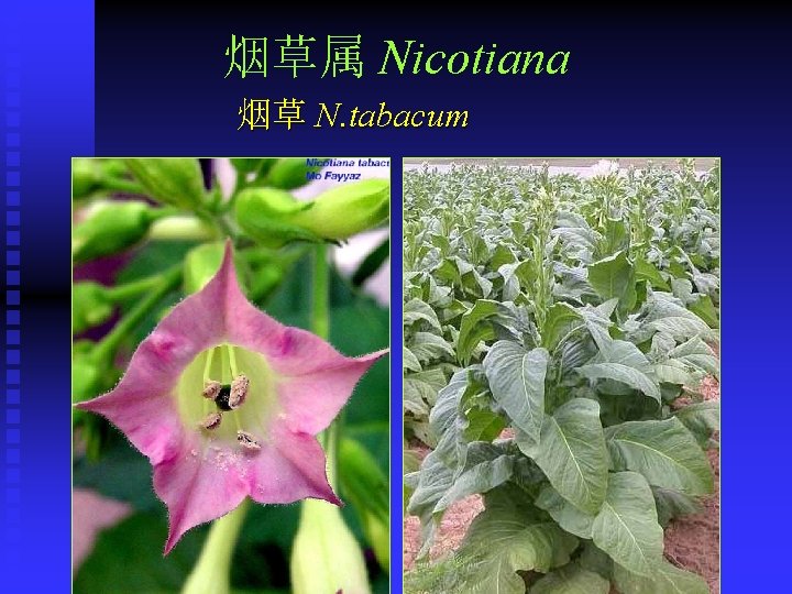 烟草属 Nicotiana 烟草 N. tabacum 