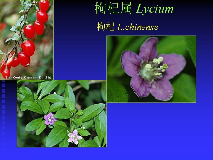 枸杞属 Lycium 枸杞 L. chinense 