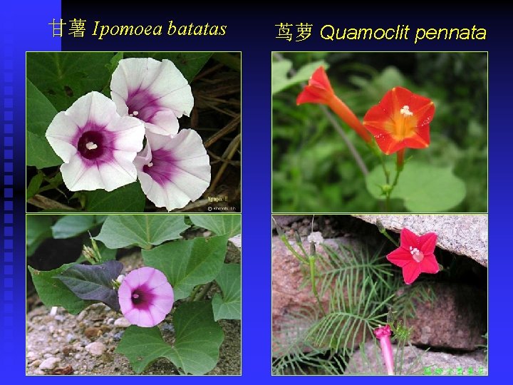 甘薯 Ipomoea batatas 茑萝 Quamoclit pennata 