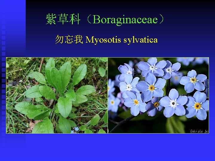 紫草科（Boraginaceae） 勿忘我 Myosotis sylvatica 