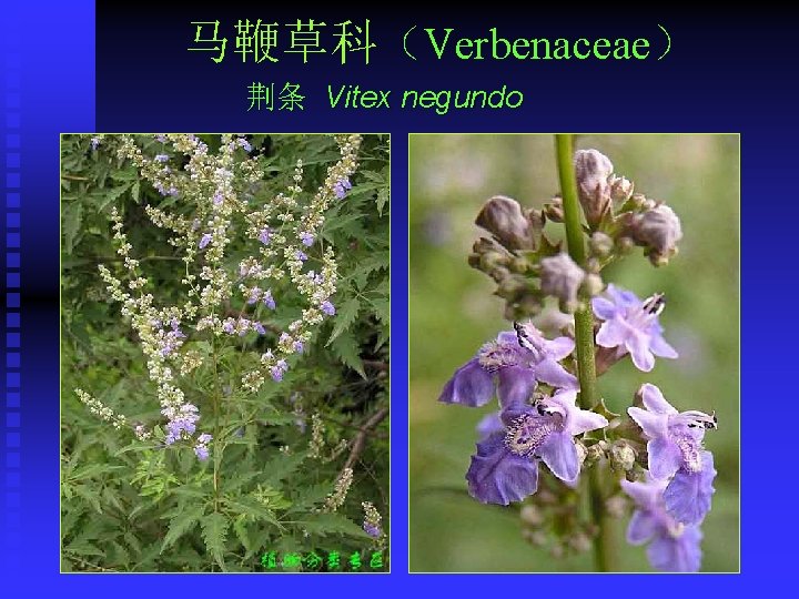 马鞭草科（Verbenaceae） 荆条 Vitex negundo 