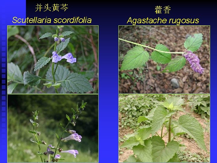 并头黄芩 Scutellaria scordifolia 藿香 Agastache rugosus 