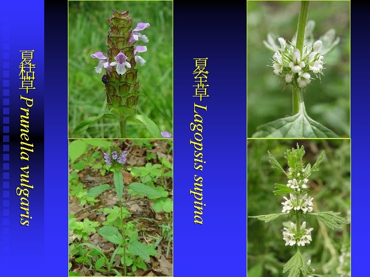 Lagopsis supina Prunella vulgaris 夏 至 草 夏 枯 草 