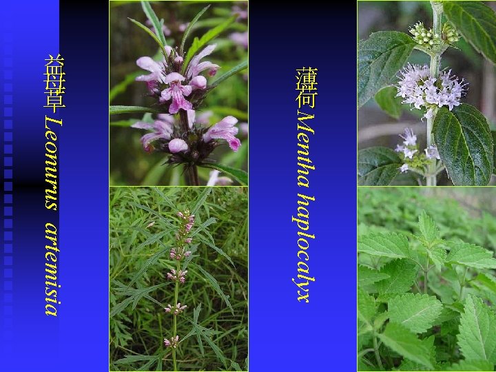 薄 荷 Leonurus artemisia Mentha haplocalyx 益 母 草 