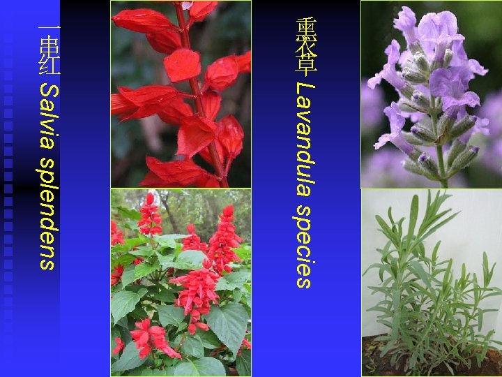 一 串 红 熏 衣 草 Salvia splendens Lavandula species 