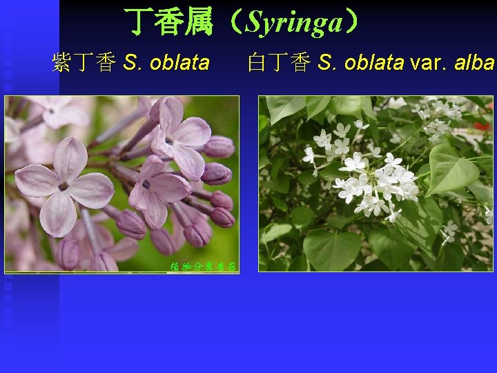丁香属（Syringa） 紫丁香 S. oblata 白丁香 S. oblata var. alba 