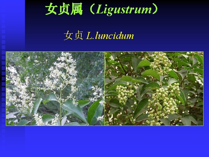 女贞属（Ligustrum） 女贞 L. luncidum 