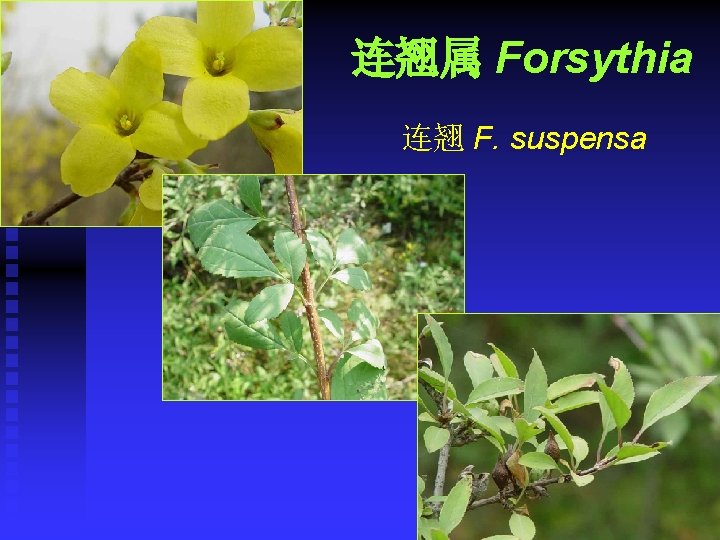 连翘属 Forsythia 连翘 F. suspensa 